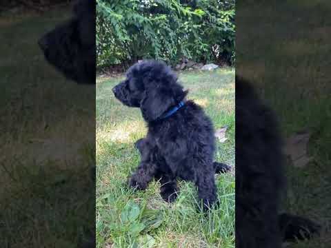 Ruru is having fun at the yard on his 8 weeks