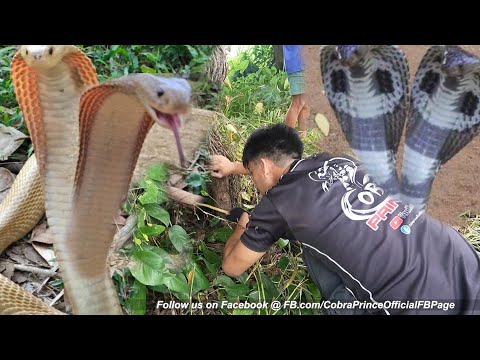 COBRANG DALAWA ANG ULO ANG PINAHANAP KILA COBRA PRINCE