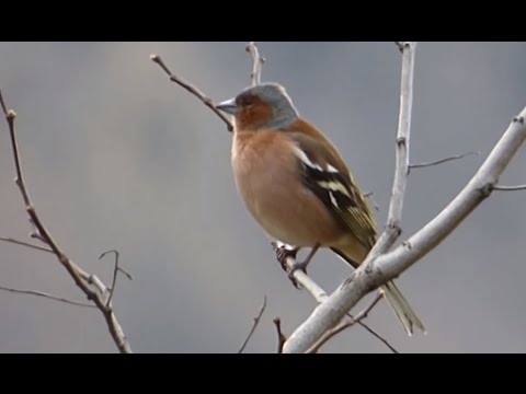 Ptice Hrvatske - Zeba, mužjak (Fringilla coelebs) (Birds of Croatia - Chaffinch, male) (3/8)