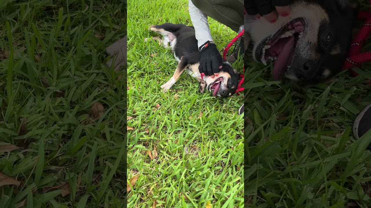 Tito, a Adoptable Terrier in Miami, FL video 6/6