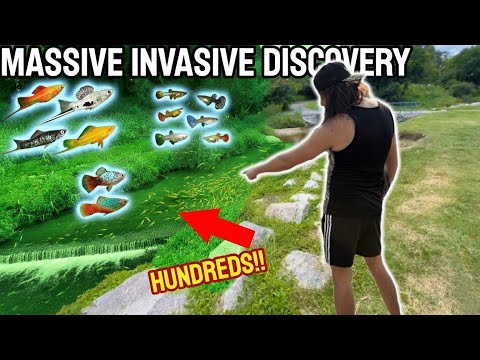 *Crazy* catching pet store fish in Australian creek!
