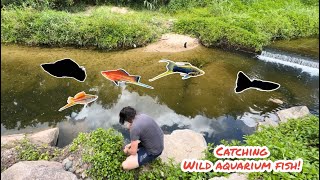 *Crazy* catching pet store fish in Australian creek!