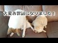 【大晦日】お辞儀が出来る愛犬