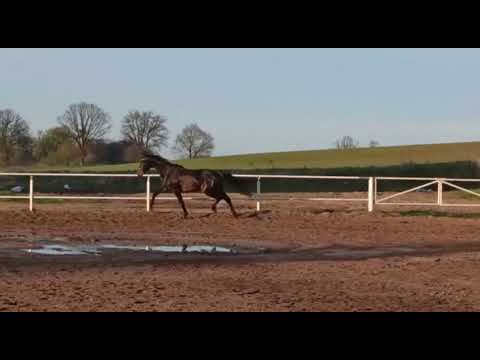 Gelding from Dimagico/Dimaggio Guffi/Folio For Sale