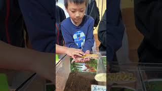 🦎トカゲとたわむれる