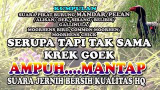 Download lagu SUARA PIKAT BURUNG MANDAR/PELAN/DER/ALISAN/SIBANG/MOORHENS BIRD/DUSKY/COMMON MOORHENS/GALLINULA mp3