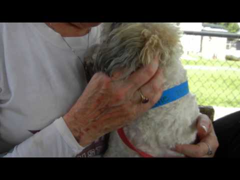 Chaine, an adopted Poodle Mix in Houston, TX_image-1
