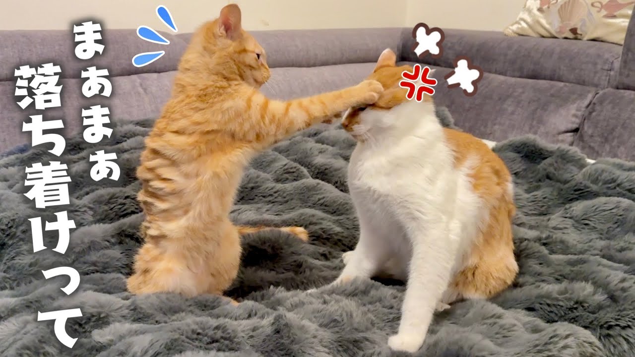 マジギレする兄猫をなだめる生後5ヶ月の子猫