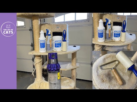How to clean a used cat tower or tree
