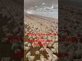 Chicken Packing Jobs TURKEY Jobsearch Jobs Helperjobs 2025 Turkeyjobs Europe European Turkey