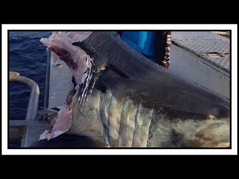 dopplerográfia a szemészetben 100 látomást akarok