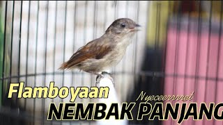 Download lagu Flamboyan Nembaak Panjang mp3 Download lagu Flamboyan Nembaak Panjang mp3