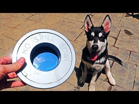 5 No Spill Water Bowl for Dogs Test!