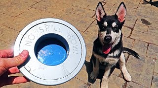 5 No Spill Water Bowl for Dogs Test!