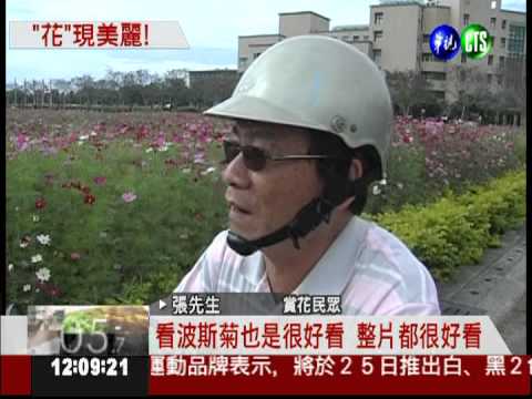 高大校門賞花海 波斯菊隨風搖曳