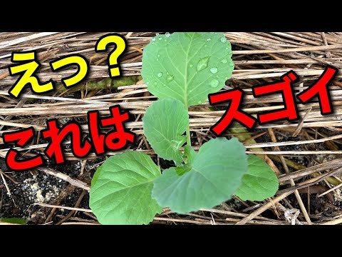 キャベツ白酢に対する自然療法