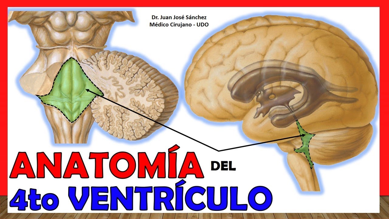 🥇 Anatomía del CUARTO VENTRÍCULO. (4to Ventrículo) ¡Explicación Sencilla!
