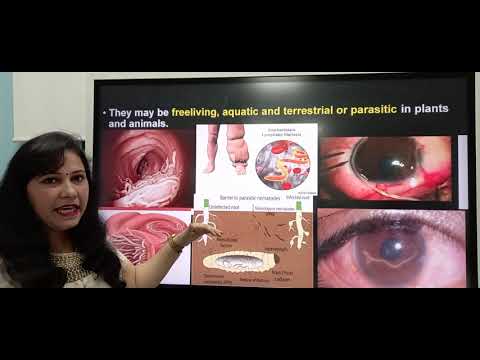 Parazita- indukált allergiakezelés