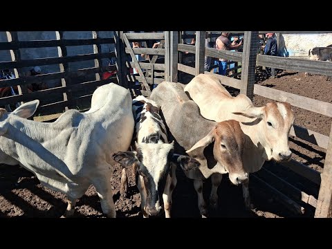 FEIRA DO GADO EM JABITACÁ IGUARACY NO SERTÃO DO PAJEÚ PERNAMBUCANO BRASIL 