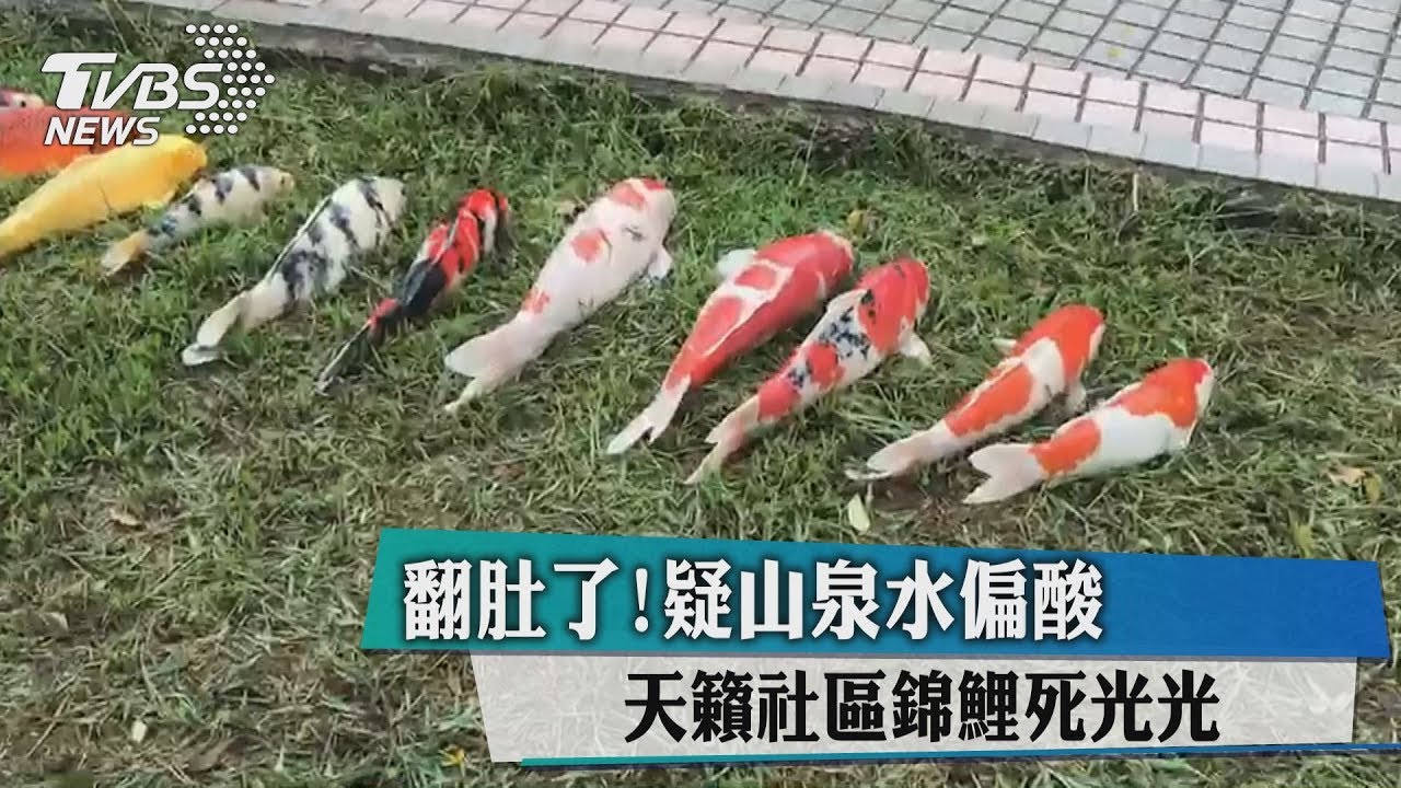 酸水?!水源酸鹼值驟降 天籟社區錦鯉死光光