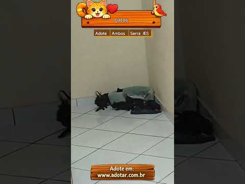 Vídeo de gatos