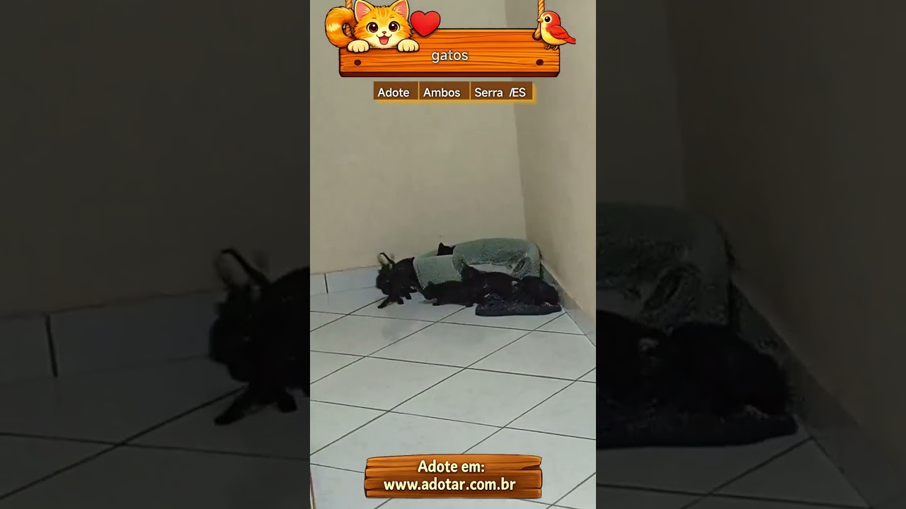 Gato raça SRD-ViraLata idade 2 a 6 meses nome gatos