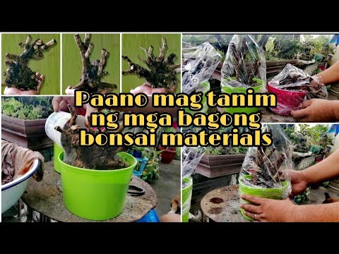 Paano mag tanim ng bagong bonsai material (Tugas)