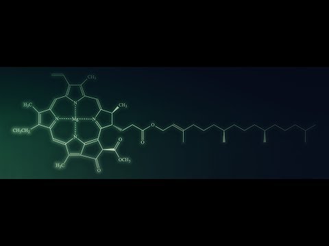 Procedural tree generation