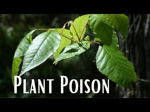 Plant Poison