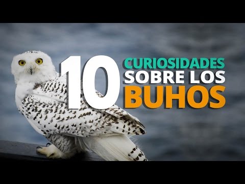 10 Curiosidades sobre los BÚHOS