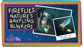 Fireflies: Nature&#39;s Baffling Blinkers | Animal Science for Kids