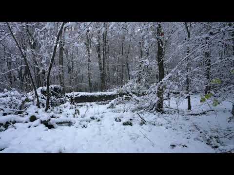 1 Year timelapse in 24 seconds | Stock Footage