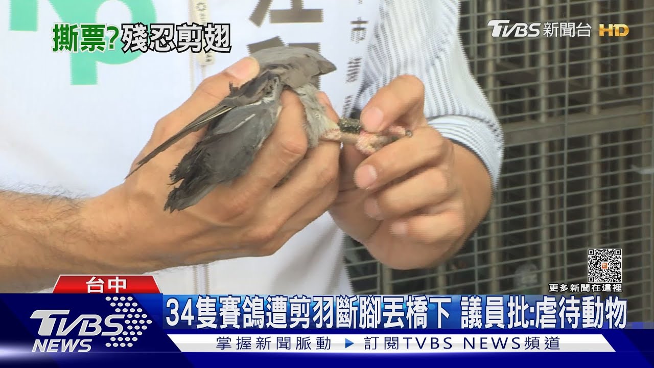 34隻賽鴿遭剪羽斷腳丟橋下 議員批:虐待動物