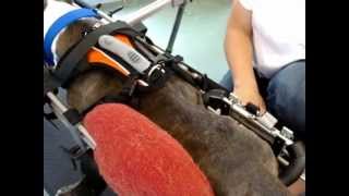 Neurologic evaluation using Eddie's Wheels therapy stand