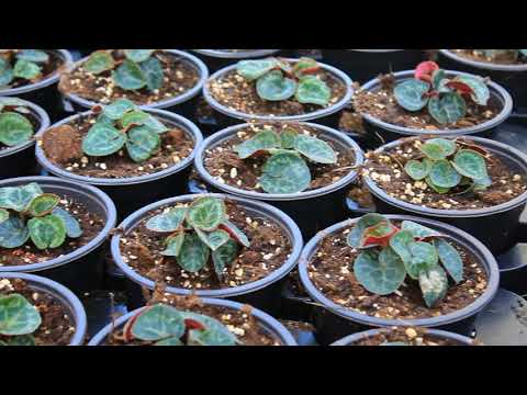 Une année chez GENY