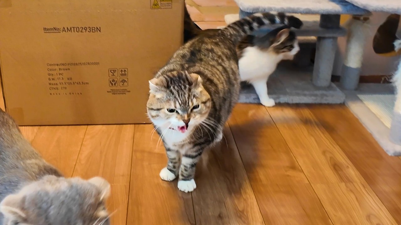 キノコキャットタワーを新設したらりっちゃんがまるで猫でした🤣🤣🤣