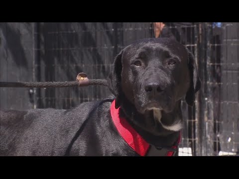 Dogs adopted during pandemic are being brought back now that people won't be home