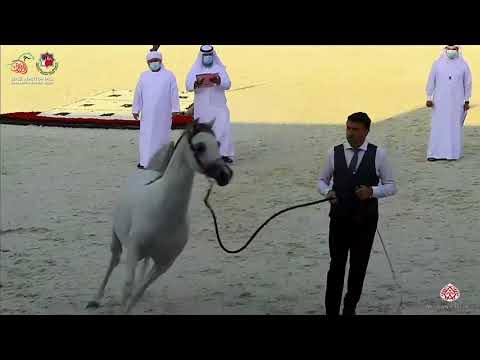 N.233 AJ SABRAN - UAE National Championship 2020 - Colts 2 Years Old (Class 8B).mp4