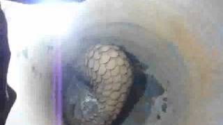 preview picture of video 'Wild Life - Indian Pangolin'