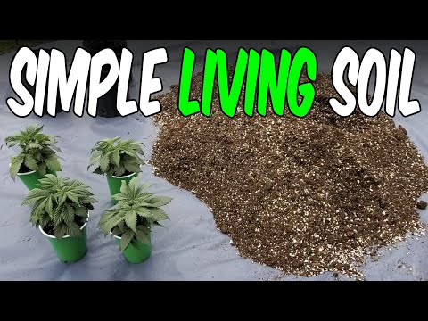 OG Kush from Seed Ep.1 Living Soil for Cannabis