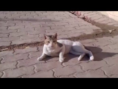 FUNNY CATS TAKING SUN BATH