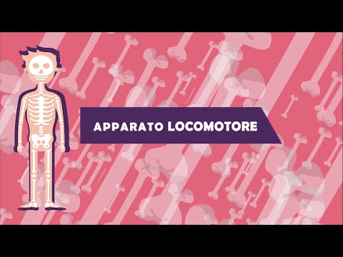 Apparato locomotore, sistema osseo e articolazioni, scienze classe quinta, scuola primaria - parte 1
