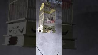 Download lagu perkutut piyik belajar bunyi mp3 Download lagu perkutut piyik belajar bunyi mp3