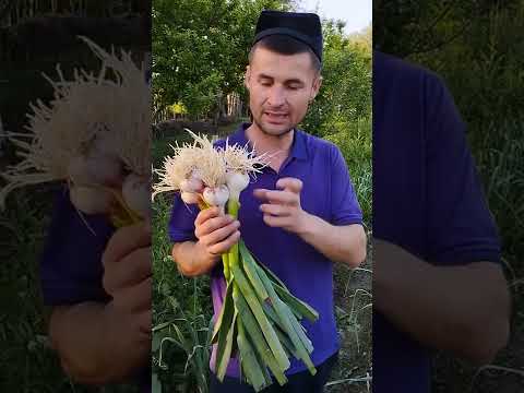 Biogumusga ekilgan Chesnok savdosini har yilgidan 20kun oldin boshladim.