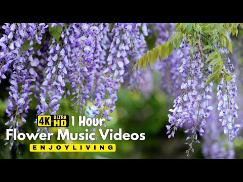 The Largest Flower Collection in the World 4K HDR 60FPS DEMO - Relaxing music and nature sounds 4K