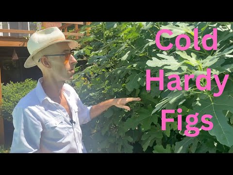 How to Care for Fig Trees in Colder Climates