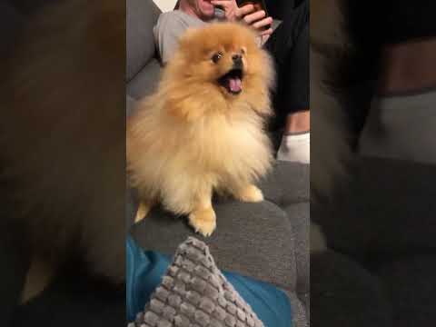 Pomeranian dog has the most hilarious sneeze