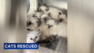 78 Ragdoll cats and kittens rescued by PSPCA  from Lancaster County home