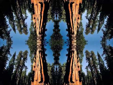 Metacarpus - Trans-position