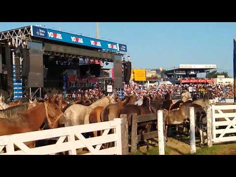 Jineteadas de caballos